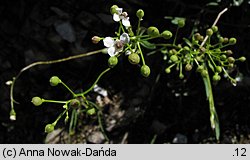 Kernera saxatilis (warzuszka skalna)