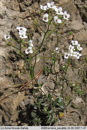 Kernera saxatilis (warzuszka skalna)