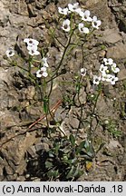 Kernera saxatilis (warzuszka skalna)