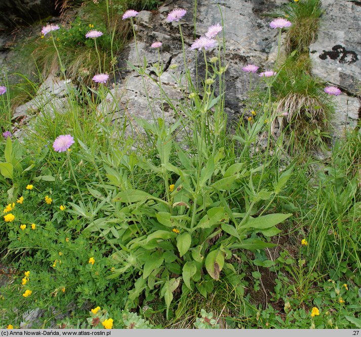 Knautia kitaibelii (świerzbnica karpacka)