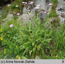 Knautia kitaibelii (świerzbnica karpacka)