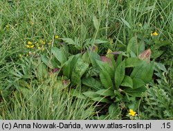 Knautia kitaibelii (świerzbnica karpacka)