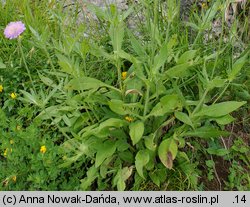 Knautia kitaibelii (świerzbnica karpacka)