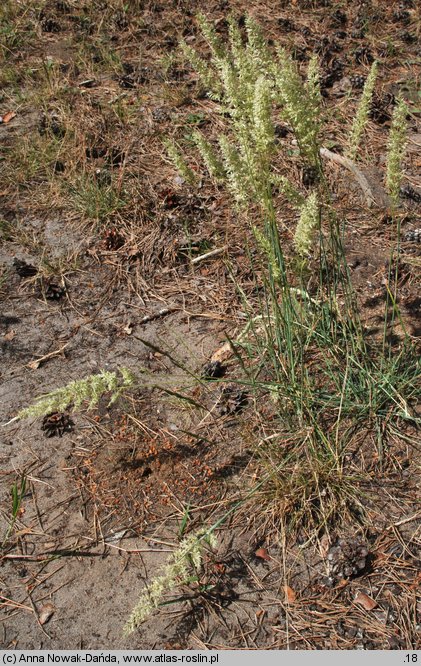 Koeleria glauca (strzęplica sina)
