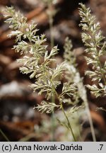 Koeleria glauca (strzęplica sina)