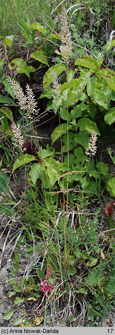 Koeleria macrantha (strzęplica nadobna)