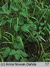 Laserpitium latifolium (okrzyn szerokolistny)