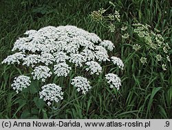 Laserpitium latifolium (okrzyn szerokolistny)