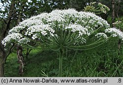 Laserpitium latifolium (okrzyn szerokolistny)