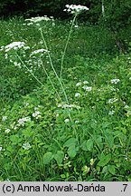 Laserpitium latifolium (okrzyn szerokolistny)