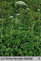 Laserpitium latifolium (okrzyn szerokolistny)