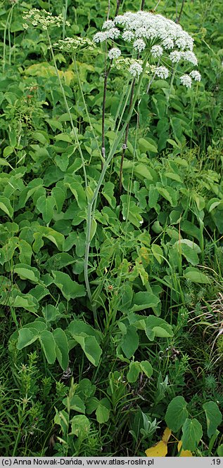 Laserpitium latifolium (okrzyn szerokolistny)