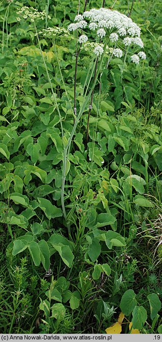 Laserpitium latifolium (okrzyn szerokolistny)