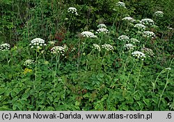 Laserpitium latifolium (okrzyn szerokolistny)