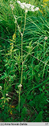 Laserpitium prutenicum