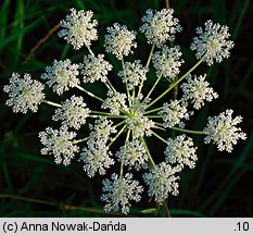 Laserpitium prutenicum