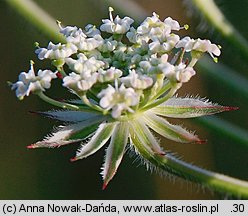 Laserpitium prutenicum