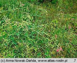 Lathyrus latifolius (groszek szerokolistny)