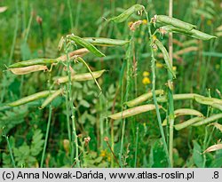 Lathyrus latifolius (groszek szerokolistny)