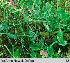 Lathyrus latifolius (groszek szerokolistny)