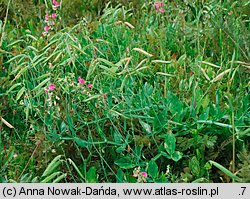 Lathyrus latifolius (groszek szerokolistny)