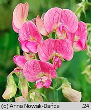 Lathyrus latifolius (groszek szerokolistny)