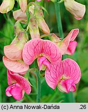 Lathyrus latifolius (groszek szerokolistny)