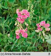 Lathyrus latifolius (groszek szerokolistny)