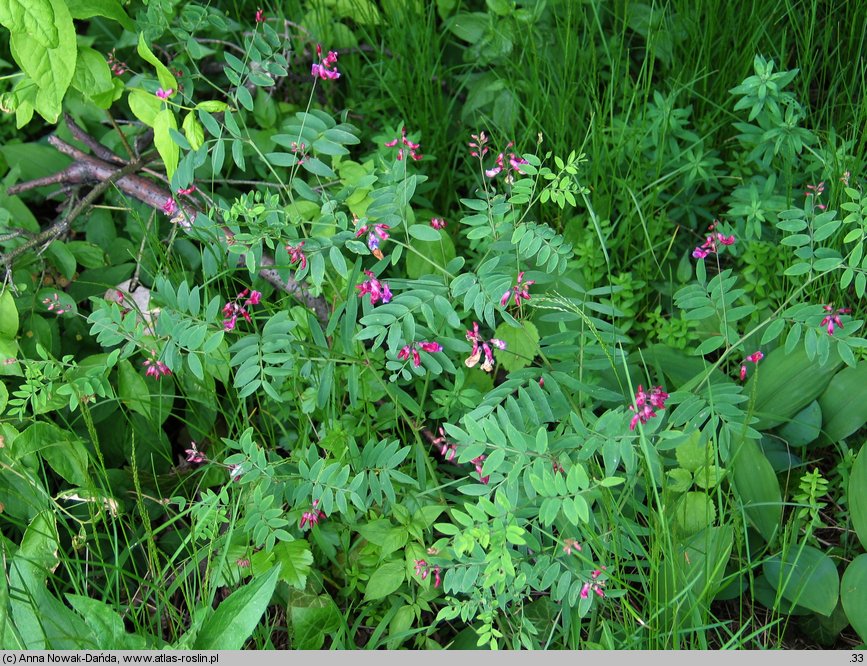 Lathyrus niger (groszek czerniejący)