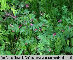 Lathyrus niger (groszek czerniejący)