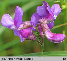 Lathyrus palustris (groszek błotny)