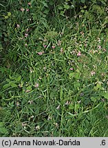 Lathyrus sylvestris (groszek leśny)