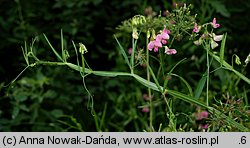 Lathyrus sylvestris (groszek leśny)