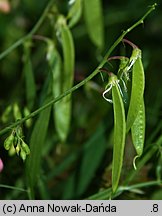 Lathyrus sylvestris (groszek leśny)