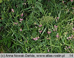 Lathyrus sylvestris (groszek leśny)