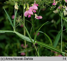 Lathyrus sylvestris (groszek leśny)