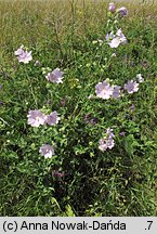 Lavatera thuringiaca