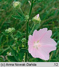 Lavatera thuringiaca (ślazówka turyngska)