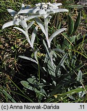 Leontopodium alpinum (szarotka alpejska)