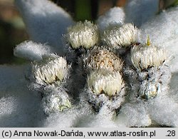 Leontopodium alpinum (szarotka alpejska)