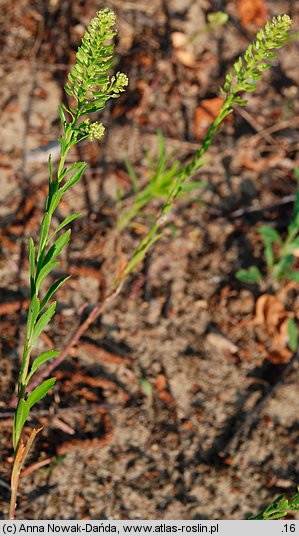 Lepidium densiflorum (pieprzyca gęstokwiatowa)