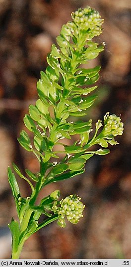 Lepidium densiflorum (pieprzyca gęstokwiatowa)