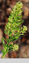 Lepidium densiflorum (pieprzyca gęstokwiatowa)