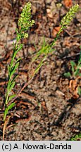 Lepidium densiflorum (pieprzyca gęstokwiatowa)