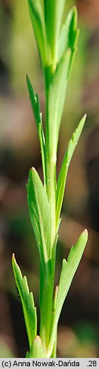 Lepidium densiflorum (pieprzyca gęstokwiatowa)