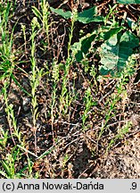 Lepidium densiflorum (pieprzyca gęstokwiatowa)