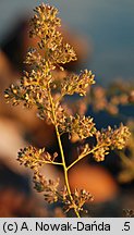 Lepidium latifolium (pieprzyca szerokolistna)