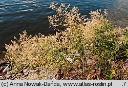 Lepidium latifolium (pieprzyca szerokolistna)