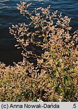 Lepidium latifolium (pieprzyca szerokolistna)