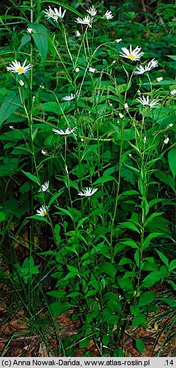 Leucanthemum waldsteinii